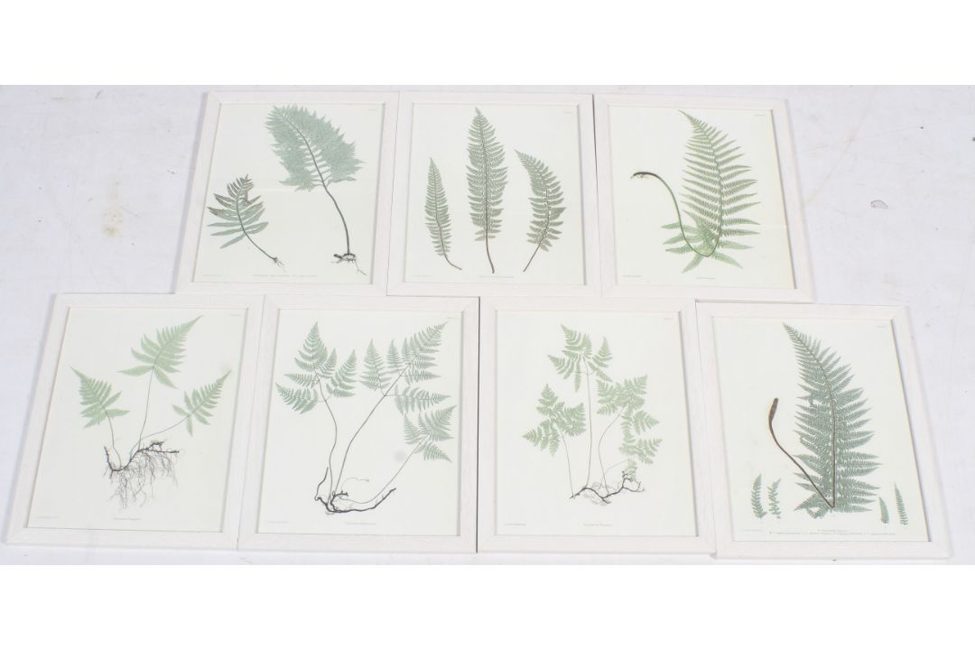 A set of seven assorted 'fern' prints. Plates from 'Nature Printing'. Framed and glazed.