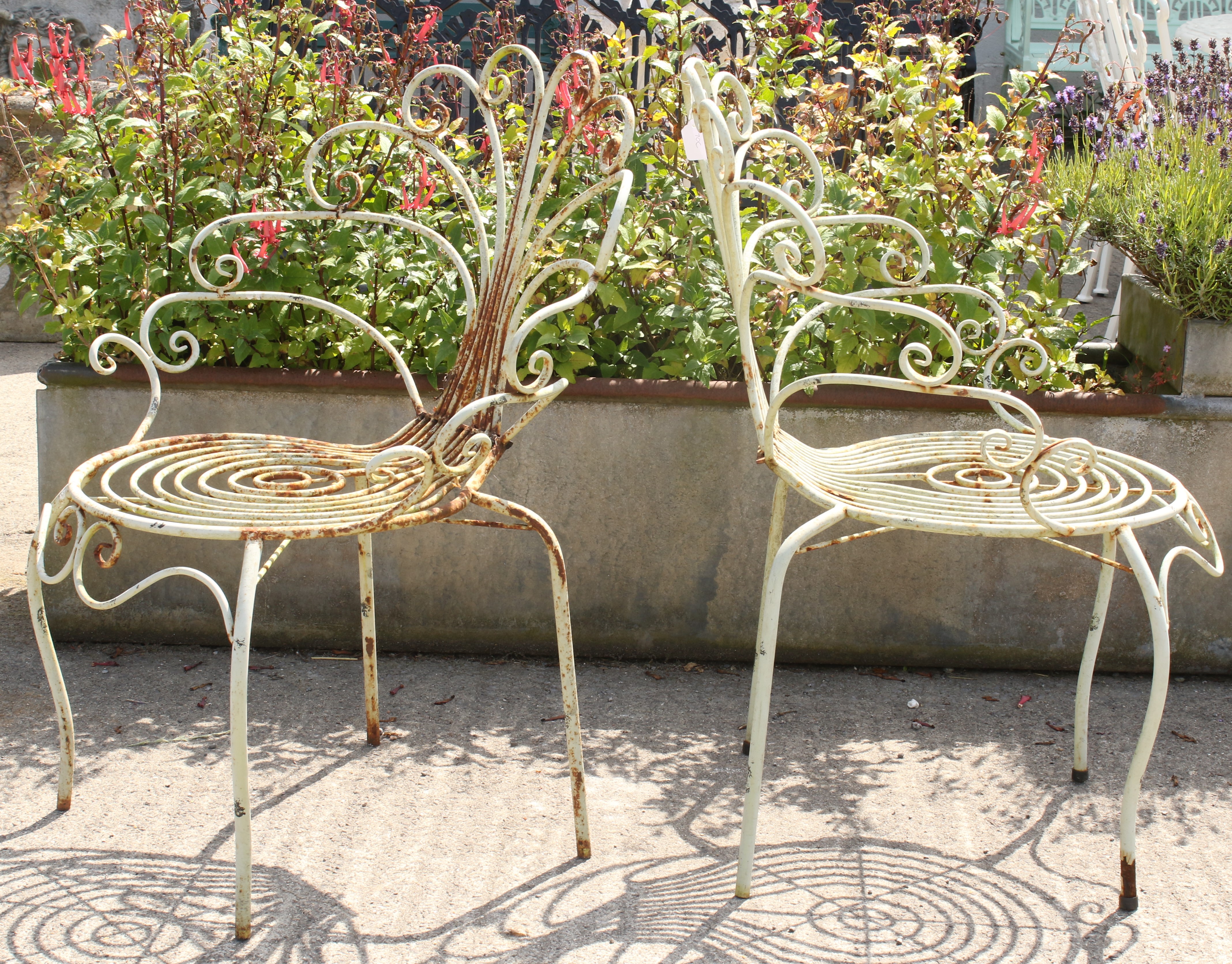 Four vintage metal framed chairs. Having decorative scrolling backs. - Image 2 of 3