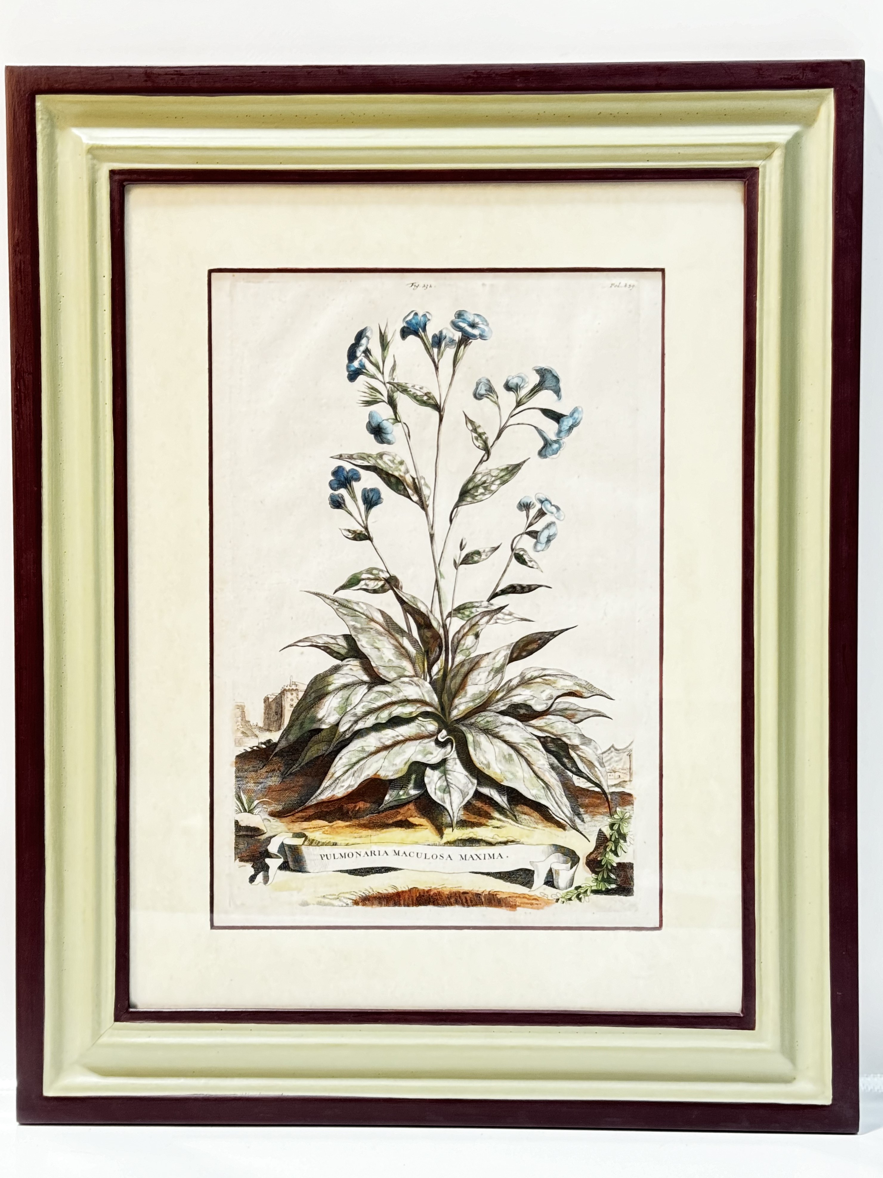 A set of four antique hand coloured botanical engravings. - Image 2 of 2