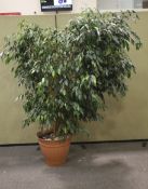 A large house plant tree in a plastic pot.