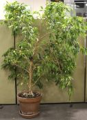 A 'Ficus Exotica' weeping fig tree. The indoor tree planted in a terracotta pot.