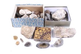 An assortment of fossils and rock specimens.