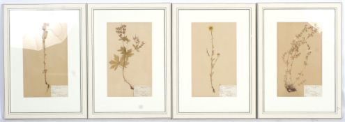 Botanical interest - a set of four pressed flower specimen c1930s. Including 'Geranium', etc.