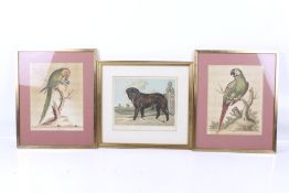 Two 18th century bird illustrations and a later dog print.