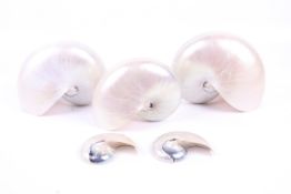 Five nautilus shells. Of various sizes, having polished exteriors, Max.