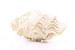 A clam double shell.