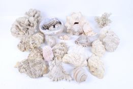 A collection of assorted sea shells and coral.