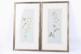 A pair of contemporary watercolours of botanical subjects.