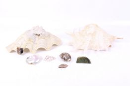 Seven shells and a fossil.