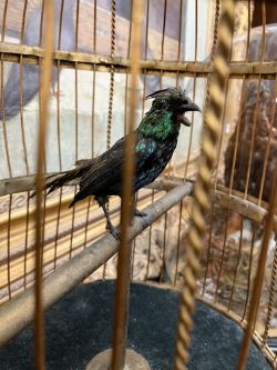 Vintage & Antique Furniture, Home Interiors  to include Sporting items - 21st & 22nd February