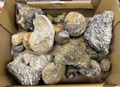 A collection of various fossils including devil's toenails, shells,
