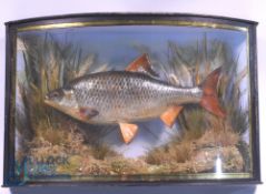 Cased Fish - Roach in Bow Fronted Case with gilt line edge, in natural reed and gravel setting,