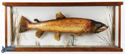 Cased Fish - Sea Trout in flat fronted oak framed display measures 35
