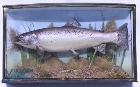 Cased Fish - Trout in Bow Fronted Case with gilt line edge, blue background in natural reed and