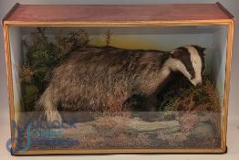 Taxidermy Interest - Badger in naturalistic setting, the cabinet 59cm high x 77cm long x 32cm deep