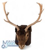 Period Taxidermy Study Mounted Deer Antlers Head, with 6 points, and glass eyes, showing some