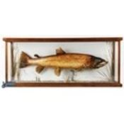 Cased Fish - Sea Trout in flat fronted oak framed display measures 35