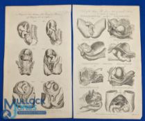 1790 Two Anatomical Engraved Prints, midwifery and the human pelvis, C Cooke 1779-1791