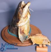 Mounted Catfish (Wells) head to wooden base sizeable fish 8