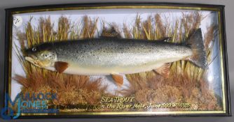 Cased Fish - Large Sea Trout mounted in a glazed bow front gilt lined gilt written case, 31x15.5