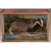Taxidermy - Badger in naturalistic setting - the cabinet 59cm high x 77cm long x 32cm deep