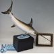 Royal Worcester Figurine of a Swordfish Limited Edition 245/500 modelled by R Van Ruyckevelt, on its - Image 1 of 2