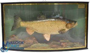 Cased Fish - Chub caught by DF James Fording Bridge 22nd Jan 1951, wt 4lb 1oz, mounted over gravel