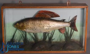 Cased Fish - Grayling mounted over gravel, rock and reed base, graduated blue backboard, 17