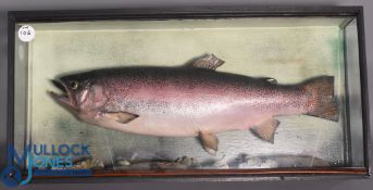 Cased Fish - Large Rainbow Trout taking a fly - mounted against a gravel base on a green backdrop,