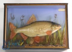 Cased Fish - Preserved Roach mounted in a glazed flat front case - gilt slip, 19