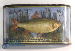 Cased Fish - Fine preserved roach mounted in glazed wrap round gilt lined case - 20.5