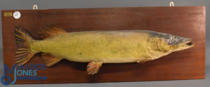 Preserved Pike mounted to board measures 41x15