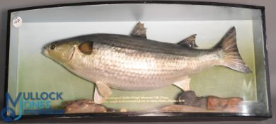 Cased Fish - Thick Lipped Mullet 14lb 2 3/4oz British record caught by Raymond Gifford, St Athen,