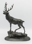 A bronze Stag, height 36cm