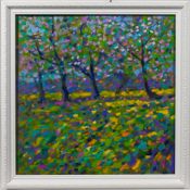Paul Stephens, oil on panel 'Cider Apple Blossom Orchard' framed, size 44cm x 44cm. Pauls