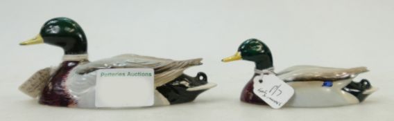 A set of Beswick graduated models of Mallard Ducks approved by Peter Scott: comprising 1518-2,