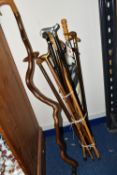 A GROUP OF WALKING STICKS, twelve sticks and one golf umbrella, comprising a natural shaped
