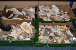 FOUR BOXES OF SHELLS to include a large assortment of sea shells in various sizes, colours,