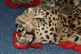 An Indian Leopard skin, mounted head with open mouth showing teeth, and with glass eyes, the whole
