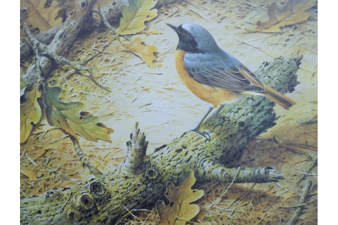 BOND, TERANCE JAMES (born 1946) British (AR), Redstart, a signed limited edition print, - Image 1 of 4