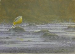 DILLON, NICHOLAS (born 1966) New Zealand, Grey Wagtail, oil on canvas, signed. 40 cm x 56 cm.