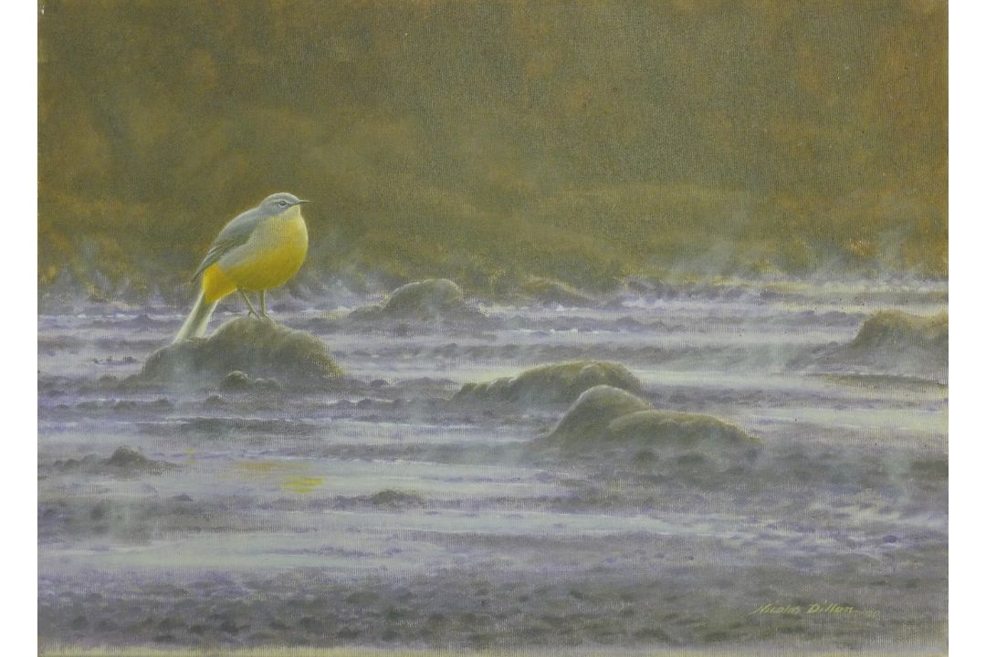 DILLON, NICHOLAS (born 1966) New Zealand, Grey Wagtail, oil on canvas, signed. 40 cm x 56 cm. - Image 1 of 2