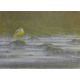 DILLON, NICHOLAS (born 1966) New Zealand, Grey Wagtail, oil on canvas, signed. 40 cm x 56 cm. - Image 1 of 2