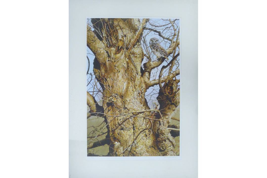 BOND, TERANCE JAMES (born 1946) British (AR), Little Owl, a signed limited edition print, - Image 2 of 4