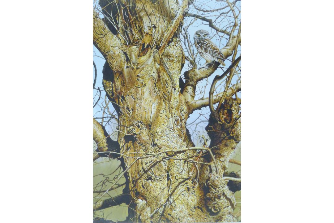 BOND, TERANCE JAMES (born 1946) British (AR), Little Owl, a signed limited edition print, - Image 1 of 4