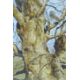 BOND, TERANCE JAMES (born 1946) British (AR), Little Owl, a signed limited edition print, - Image 1 of 4