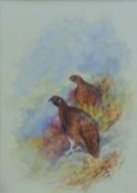STINTON, JAMES (1870-1961) British (AR), Red Grouse in Winter Plumage, watercolour, signed,