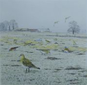 HARRIS, ALAN (born 1957) British (AR), Golden Plover, watercolour. 22 cm x 22 cm.