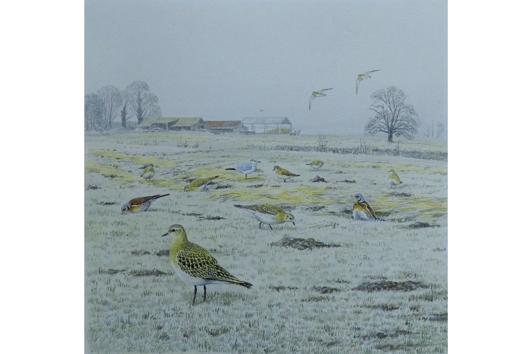 HARRIS, ALAN (born 1957) British (AR), Golden Plover, watercolour. 22 cm x 22 cm. - Image 1 of 2