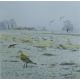 HARRIS, ALAN (born 1957) British (AR), Golden Plover, watercolour. 22 cm x 22 cm. - Image 1 of 2